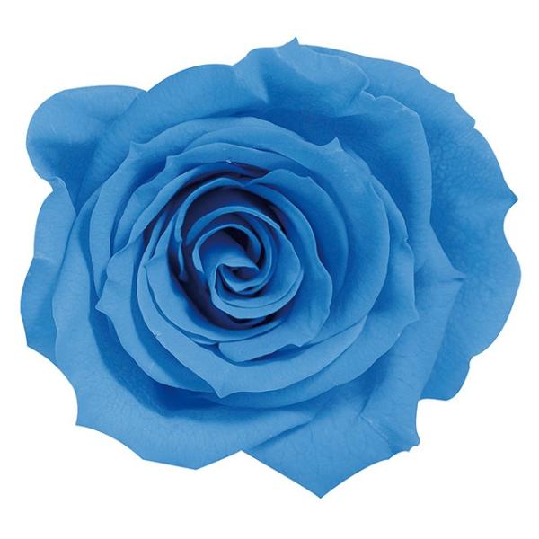 ローズ・いずみ ソーダブルー 03480-651【プリザーブドフラワー・プリザーブド　花材】9輪入り花径3.5-4.5cm花丈3-3.5m＊自然の生花や植物を原料としています。サイズ、色、形などは同一ではありません＊表示について《検索ワード...