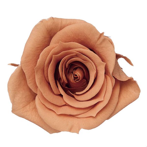 ローズ・いずみ【プリザーブドフラワー・プリザーブド　花材】9輪入り花径3.5-4.5cm花丈3-3.5m＊自然の生花や植物を原料としています。サイズ、色、形などは同一ではありません＊表示について《検索ワード》プリザーブドフラワー　ドライフラ...