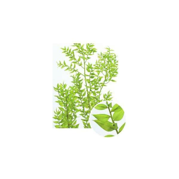 ラスカス・プリザーブド ライムグリーン 03560-721【プリザーブドフラワー・プリザーブド　花材】１束約25g約50-70cm防虫加工◆商品特性上画像2枚目のような斑がございますが不良ではございません。　商品特性ですので予めご了承願いま...