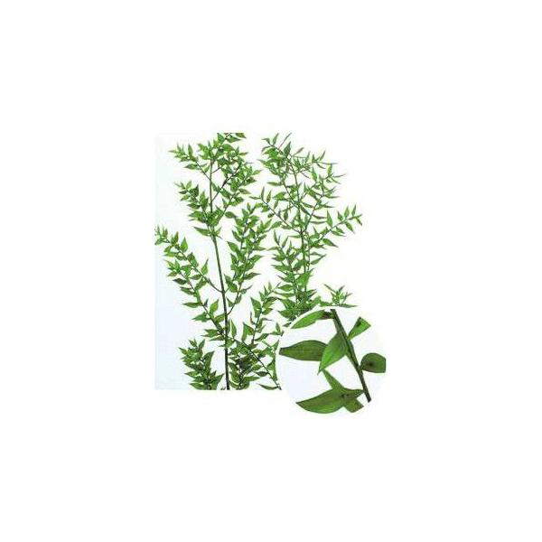 ラスカス・プリザーブド フレッシュグリーン 03560-731【プリザーブドフラワー・プリザーブド　花材】１束約25g約50-70cm防虫加工◆商品特性上画像2枚目のような斑がございますが不良ではございません。　商品特性ですので予めご了承願...