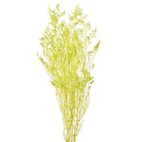 カスピア１束（約20ｇ・約60cmL）防虫加工＊商品特性上、花や葉が折れたり割れたりしている場合がございます。＊自然の生花や植物を原料としています。サイズ、色、形などは同一ではありません。＊表示について《検索ワード》プリザーブドフラワー　ド...