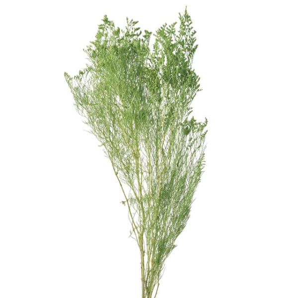 カスピア１束（約20ｇ・約60cmL）防虫加工＊商品特性上、花や葉が折れたり割れたりしている場合がございます。＊自然の生花や植物を原料としています。サイズ、色、形などは同一ではありません。＊表示について《検索ワード》プリザーブドフラワー　ド...