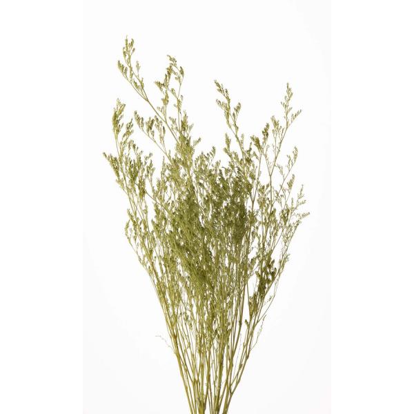 カスピア スプリンググリーン 03710-781１束（約20ｇ・約60cmL）防虫加工＊商品特性上、花や葉が折れたり割れたりしている場合がございます。＊自然の生花や植物を原料としています。サイズ、色、形などは同一ではありません。＊表示につい...