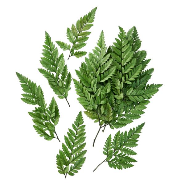 レザーファーン・プリザーブド グリーン 03860-700【プリザーブドフラワー・プリザーブド　花材】１袋 （約10枚）約12-20cm防虫加工＊自然の生花や植物を原料としています。サイズ、色、形などは同一ではありません。＊表示について《検...