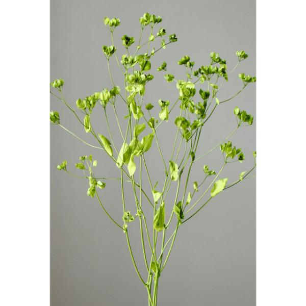 ブプレリューム　大地農園【プリザーブドフラワー・プリザーブド　花材】１束　約20ｇ約40-50cm防虫加工＊自然の生花や植物を原料としています。サイズ、色、形などは同一ではありません。＊表示について《検索ワード》プリザーブドフラワー　ドライ...