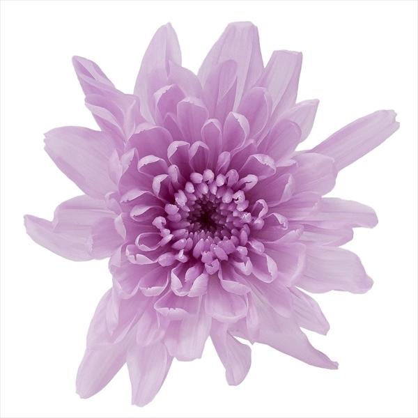 ことね菊 スウィートライラック 04790-451【プリザーブドフラワー・プリザーブド　花材】6輪入り直径約4.5-6.5cm商品によって花びらの開き具合が異なります。＊自然の生花や植物を原料としています。サイズ、色、形などは同一ではありま...