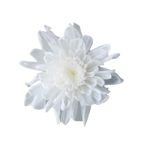 ことね菊・小 白 04792-010【プリザーブドフラワー・プリザーブド　花材】花径：約3~4.4cmΦ/1箱（9輪）商品によって花びらの開き具合が異なります。＊自然の生花や植物を原料としています。サイズ、色、形などは同一ではありません＊表...