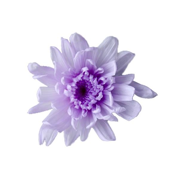 ことね菊・小 スウィートライラック 04792-451【プリザーブドフラワー・プリザーブド　花材】花径：約3~4.4cmΦ/1箱（9輪）商品によって花びらの開き具合が異なります。＊自然の生花や植物を原料としています。サイズ、色、形などは同一...