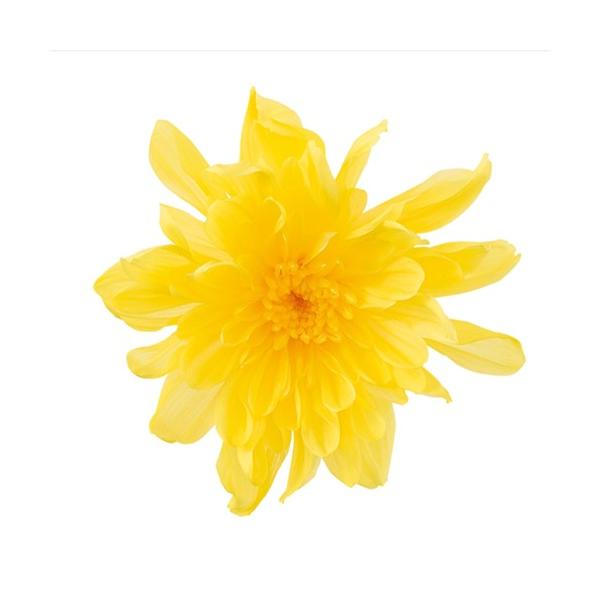 ことね菊・小 イエロー 04792-500【プリザーブドフラワー・プリザーブド　花材】花径：約3~4.4cmΦ/1箱（9輪）商品によって花びらの開き具合が異なります。＊自然の生花や植物を原料としています。サイズ、色、形などは同一ではありませ...