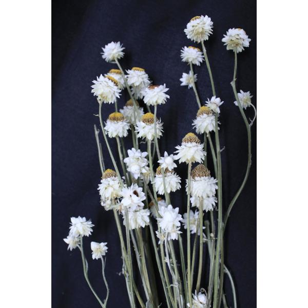 アンモビューム Ｎ 10300-0001束約Ｌ40-50ｃｍ約25ｇ ＊季節により長さが異なる為、一束のグラム数が変わります。＊季節により蕾部分が多く入る場合があります。商品特性上、花・葉・実が落ちたり割れがあります。＊自然の生花や植物を原...