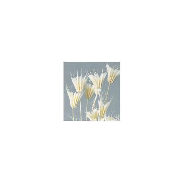 ニゲラオリエンタリス 白 10380-011１束約30g約52cm防虫加工＊自然の生花や植物を原料としています。サイズ、色、形などは同一ではありません。＊表示について《検索ワード》プリザーブドフラワー　ドライフラワー　花材　資材　大地農園か...