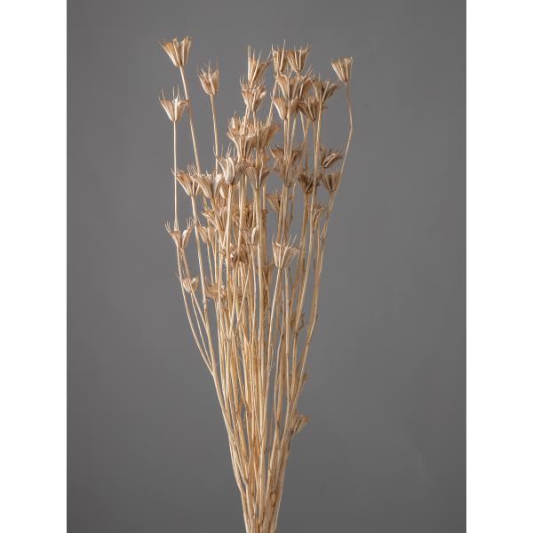 ニゲラオリエンタリス ホワイト／ゴールド 10380-0191束（約30g入）約50ｃｍL＊自然の生花や植物を原料としています。サイズ、色、形などは同一ではありません＊表示について【この商品はお取寄せになります。】と表示されている商品は、ご...