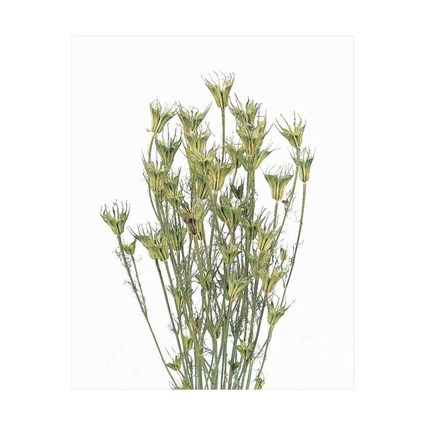 ニゲラオリエンタリス ＮＧ 10380-020【ドライフラワー花材】1束（約45g入）約45-55ｃｍL＊自然の生花や植物を原料としています。サイズ、色、形などは同一ではありません＊表示について【この商品はお取寄せになります。】と表示されて...