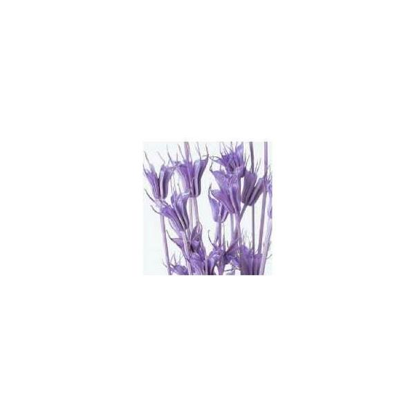 ニゲラオリエンタリス ライトパープル 10380-411１束約30g約53cm防虫加工＊自然の生花や植物を原料としています。サイズ、色、形などは同一ではありません。＊表示について《検索ワード》プリザーブドフラワー　ドライフラワー　花材　資材...