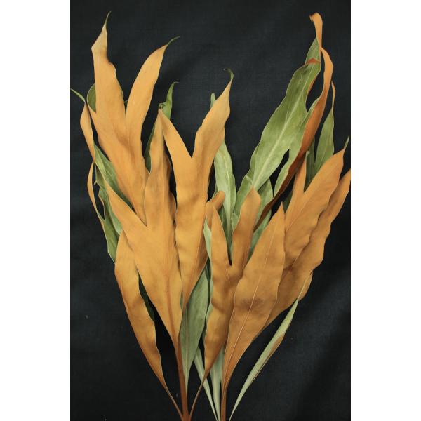 グレビレア・ゴールド Ｎ 16200-000【ドライフラワー　花材】1束（約2本）＊自然の生花や植物を原料としています。サイズ、色、形などは同一ではありません大地農園＊表示について【この商品はお取寄せになります。】と表示されている商品は、ご...