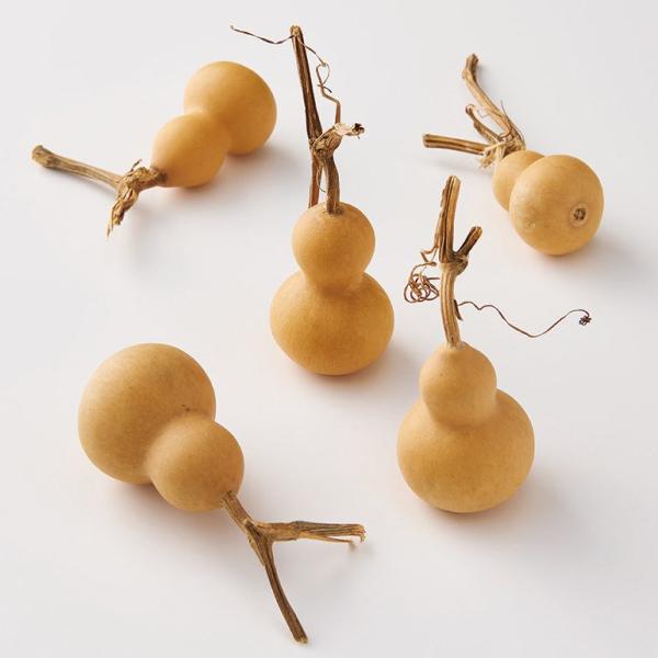 豆ひょうたん Ｎ 22330-000１袋　5個入り約4-7ｃｍ＊自然の生花や植物を原料としています。サイズ、色、形などは同一ではありません。＊表示について《検索ワード》プリザーブドフラワー　ドライフラワー　花材　資材　大地農園かざい　卸　問...