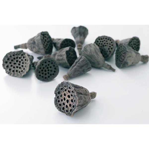 ミニハス・大 Ｎ 22411-000約2.5-5ｃｍ　約15個＊自然の生花や植物を原料としています。＊表示について《検索ワード》プリザーブドフラワー　ドライフラワー　花材　資材　大地農園かざい　卸　問屋　ハーバリウム　フラワーアレンジアロマ...