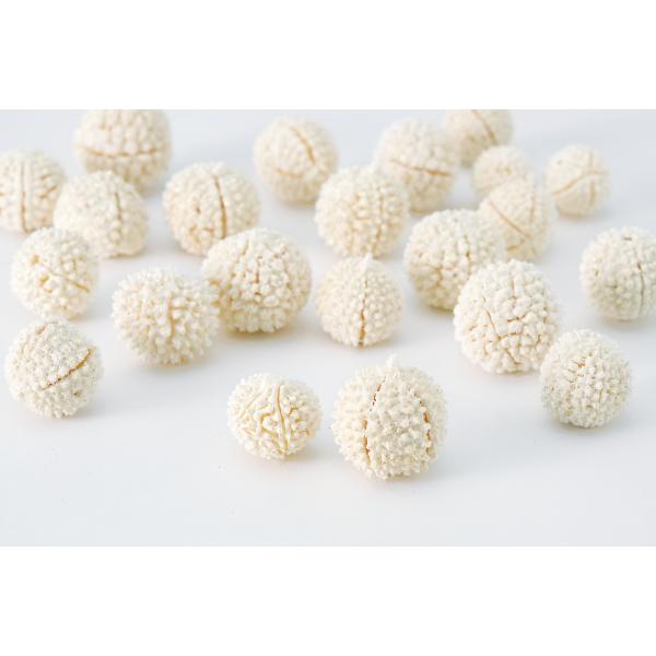 【プリザーブドフラワー　ドライフラワー　花材　資材】 ムタンバナッツ 白・大地農園