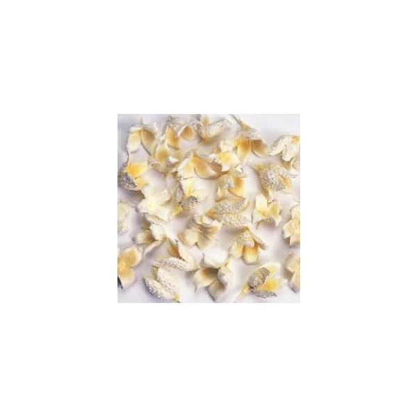 ブナの実 白 24380-011約2-3cm/1袋　（約18g・約30個）＊自然の生花や植物を原料としています。サイズ、色、形などは同一ではありません。＊表示について《検索ワード》プリザーブドフラワー　ドライフラワー　花材　資材　大地農園か...