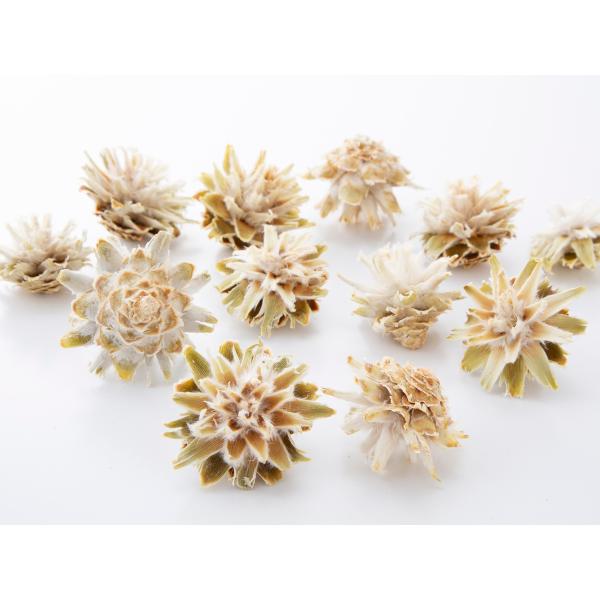 スターコーン・ヘッド ナチュラルホワイト 24413-021約4-5ｃｍ1袋（6個）＊自然の生花や植物を原料としています。サイズ、色、形などは同一ではありません。＊表示について《検索ワード》プリザーブドフラワー　ドライフラワー　花材　資材　...