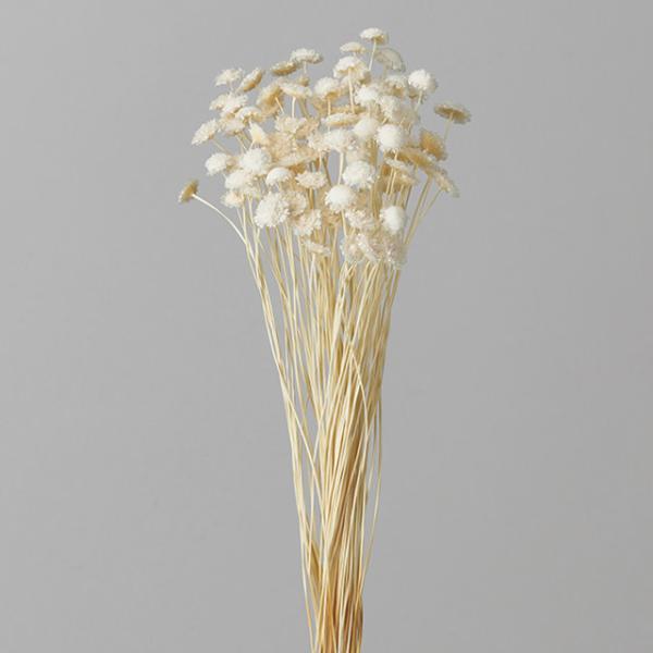 マルガリータ 白 30020-011１束約25g　約80本約35cmL/花サイズ0.8~1.8ｃｍ＊自然の生花や植物を原料としています。サイズ、色、形などは同一ではありません。＊表示について《検索ワード》プリザーブドフラワー　ドライフラワー...