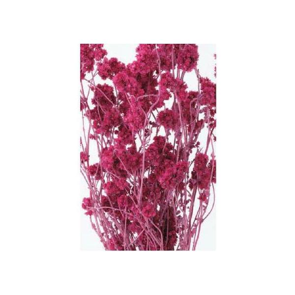 クリスパム フランボワーズ 30140-211１束約15g約30cm防虫加工＊自然の生花や植物を原料としています。サイズ、色、形などは同一ではありません。＊表示について《検索ワード》プリザーブドフラワー　ドライフラワー　花材　資材　大地農園...