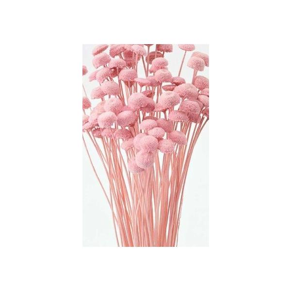 ボタンフラワー キャンディーピンク 30160-120１束約22g　約50~60本約30cmL/花サイズ0.5~1.5ｃｍ＊自然の生花や植物を原料としています。サイズ、色、形などは同一ではありません。＊表示について《検索ワード》プリザーブド...