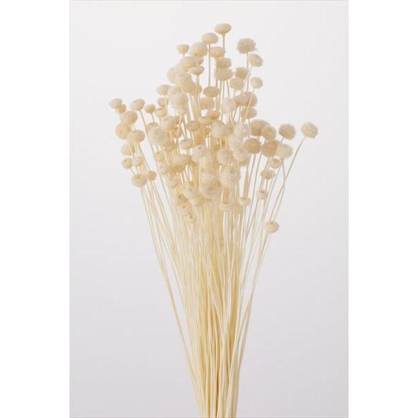 アマレリーフラワー 白 30180-011１束約22g　約100本約30~35ｃｍL/花サイズ0.5~1ｃｍ＊自然の生花や植物を原料としています。サイズ、色、形などは同一ではありません。＊表示について《検索ワード》プリザーブドフラワー　ドラ...