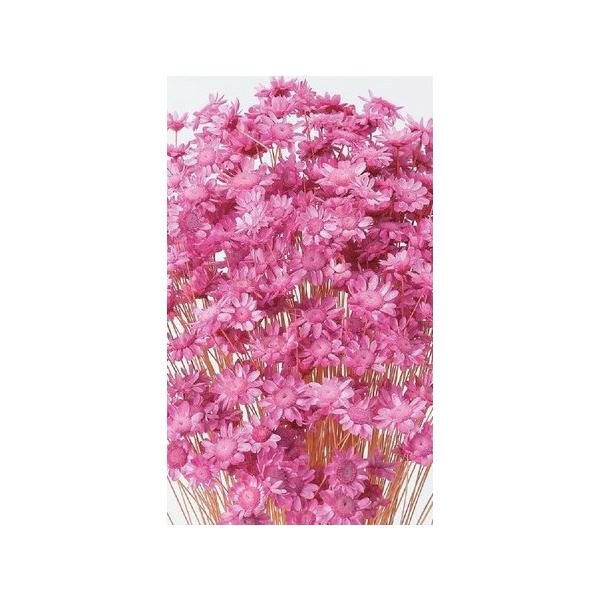 スターフラワー・ブロッサム ストロベリー 30191-221１束約18g・約300本約30Lcm　花径約1-1.5cm防虫加工【重要・商品特性】茎部分が黒っぽい物や綿のようなものが付着している場合がございます。カビ等ではなく商品特性ですので...