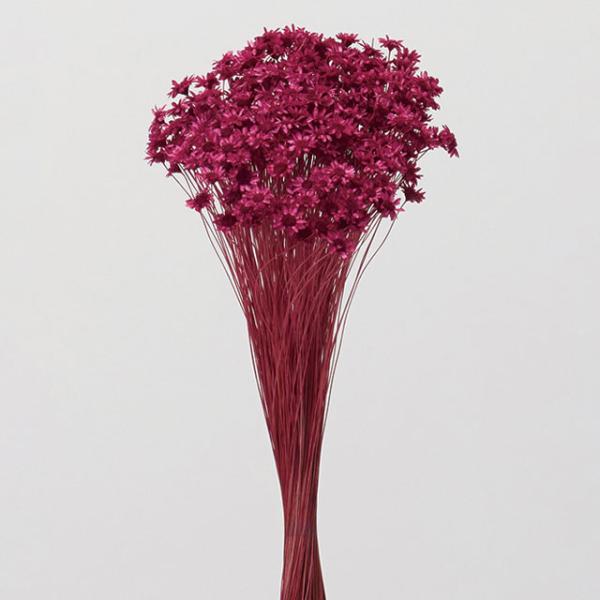 スターフラワー・ブロッサム１束約18g約30Lcm　花径約1-1.5cm防虫加工【重要・商品特性】茎部分が黒っぽい物や綿のようなものが付着している場合がございます。カビ等ではなく商品特性ですのでご理解、ご了承の上お買い物をお願いいたします。...