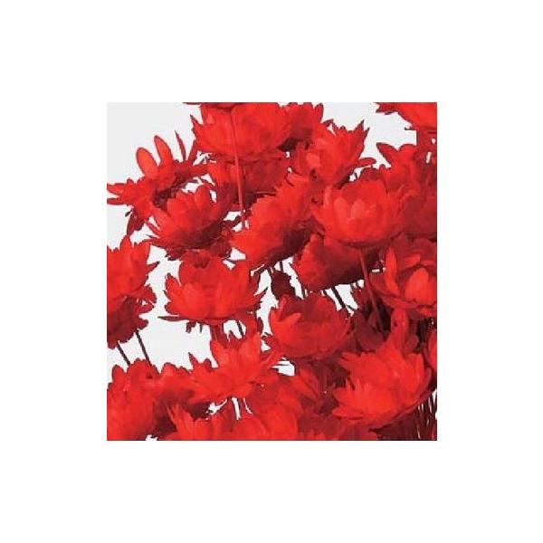 スターフラワー・ブロッサム レッド 30191-321１束約18g・約300本約30Lcm　花径約1-1.5cm防虫加工【重要・商品特性】茎部分が黒っぽい物や綿のようなものが付着している場合がございます。カビ等ではなく商品特性ですのでご理解...