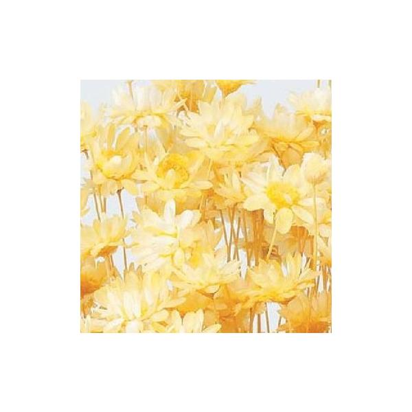 スターフラワー・ブロッサム モーニングイエロー 30191-501１束約18g・約300本約30Lcm　花径約1-1.5cm防虫加工【重要・商品特性】茎部分が黒っぽい物や綿のようなものが付着している場合がございます。カビ等ではなく商品特性で...