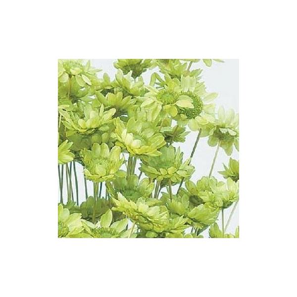 スターフラワー・ブロッサム アップルグリーン 30191-721１束約18g・約300本約30Lcm　花径約1-1.5cm防虫加工【重要・商品特性】茎部分が黒っぽい物や綿のようなものが付着している場合がございます。カビ等ではなく商品特性です...