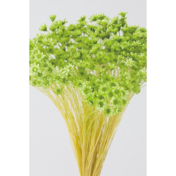 スターフラワー・ミニ アップルグリーン 30194-721１束約12g・約400本約22Lcm　花径約0.3-1cm防虫加工【重要・商品特性】茎部分が黒っぽい物や綿のようなものが付着している場合がございます。カビ等ではなく商品特性ですのでご...