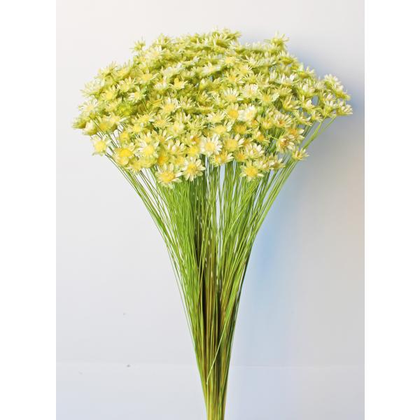 スターフラワー・ブロッサム・ツートン イエローグリーン 30195-571１束約18g・約300本約30Lcm　花径約1-1.5cm防虫加工【重要・商品特性】茎部分が黒っぽい物や綿のようなものが付着している場合がございます。カビ等ではなく商...