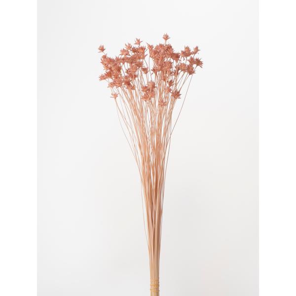 ミニコーンフラワー モーブピンク 30200-191花サイズ　1-1.5ｃｍ　約35ｃｍL　約23ｇ　約80本＊自然の生花や植物を原料としています。＊表示について《検索ワード》プリザーブドフラワー　ドライフラワー　花材　資材　大地農園かざい...