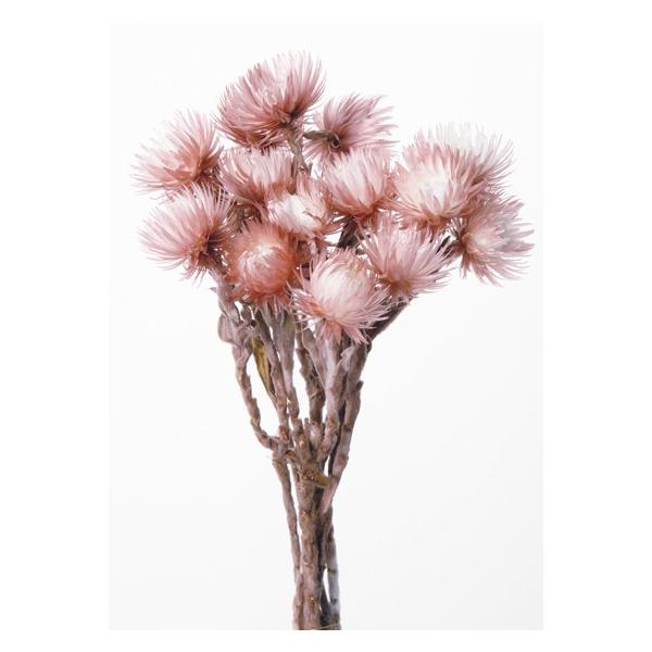 シルバーデージー ツートンモーブ 32000-190１束（約25ｇ）約30cm花径約3.5~5ｃｍ【重要・商品特性】商品の特性上、花びらの折れ、ヨレ、焼け、縮れ、黄ばみ、画像とお花の開き具合が異なる場合がございますが全て商品特性の為良品と判...