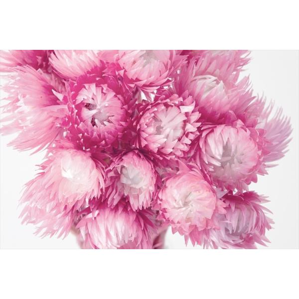 シルバーデージー ツートンロゼ 32000-220１束（約25ｇ）約30cm花径約3.5~5ｃｍ【重要・商品特性】商品の特性上、花びらの折れ、ヨレ、焼け、縮れ、黄ばみ、画像とお花の開き具合が異なる場合がございますが全て商品特性の為良品と判断...