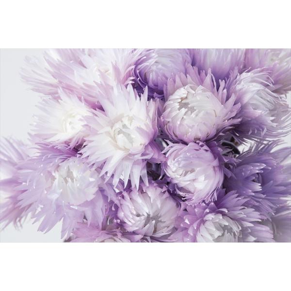 シルバーデージー ツートンパープル 32000-440１束（約25ｇ）約30cm花径約3.5~5ｃｍ【重要・商品特性】商品の特性上、花びらの折れ、ヨレ、焼け、縮れ、黄ばみ、画像とお花の開き具合が異なる場合がございますが全て商品特性の為良品と...