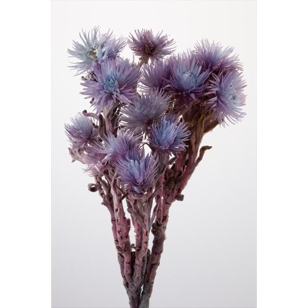 シルバーデージー ブルーパープル 32000-642１束（約25ｇ）約30cm花径約3.5~5ｃｍ【重要・商品特性】商品の特性上、花びらの折れ、ヨレ、焼け、縮れ、黄ばみ、画像とお花の開き具合が異なる場合がございますが全て商品特性の為良品と判...