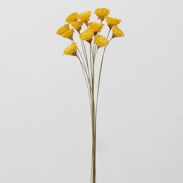 カップフラワー　大地農園約40-45ｃｍL　花径約2ｃｍ　1束12本＊自然の生花や植物を原料としています。【要　ご確認】＊ハンドメイド商品です。一部の商品でグルー等が目立つ物がございますが製造過程の物でございます。　輸送中に花弁が落ちたりす...