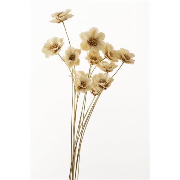 アネモネフラワー 白 32360-010約30-40ｃｍL　花径4ｃｍ　1束12本＊自然の生花や植物を原料としています。【要　ご確認】＊ハンドメイド商品です。一部の商品でグルー等が目立つ物がございますが製造過程の物でございます。　輸送中に花...