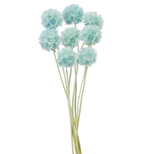 ステルンクーゲル オフホワイト【ドライフラワー　花材】１束約17-25cm＊素材の特性上、ちりやすいため丁寧にお取り扱いください。植物からでるくずが付いている場合があります。＊自然の生花や植物を原料としています。サイズ、色、形などは同一では...