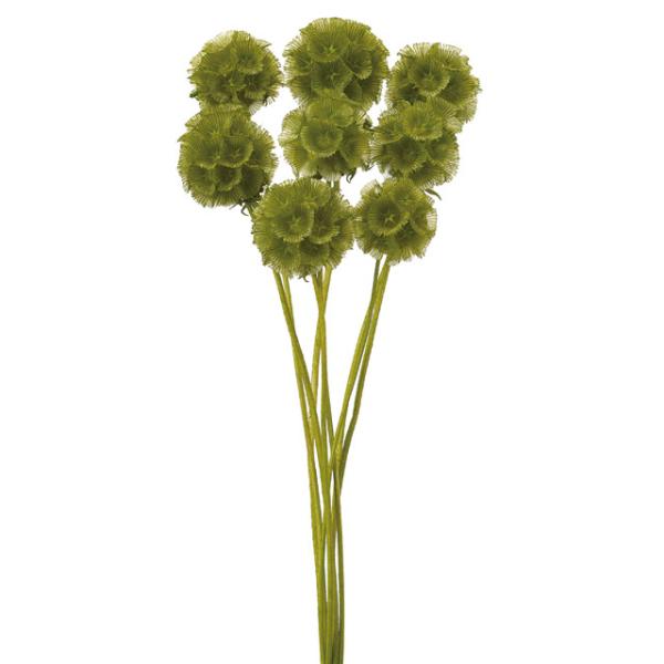 ステルンクーゲル オフホワイト【ドライフラワー　花材】１束約17-25cm＊素材の特性上、ちりやすいため丁寧にお取り扱いください。植物からでるくずが付いている場合があります。＊自然の生花や植物を原料としています。サイズ、色、形などは同一では...