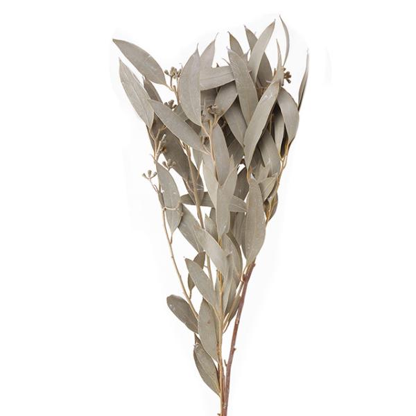 アンバーリーフ・実付 ウオッシュホワイト 40150-0121束（約50ｇ）約40-50ｃｍＬ商品特性上、葉の表面に色ムラが出る場合があります。＊自然の生花や植物を原料としています。サイズ、色、形などは同一ではありません。＊表示について《検...