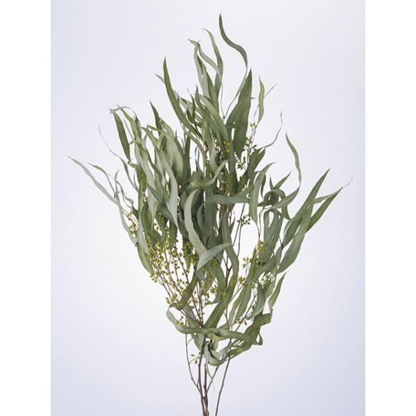 ユーカリ・エキゾチカ・葉付 Ｎ 40175-000【ドライフラワー花材】約50-55ｃｍL　1束（約25g）＊商品特性上、実や葉落ち、折れがございます。＊自然の生花や植物を原料としています。＊表示について《検索ワード》プリザーブドフラワー　...