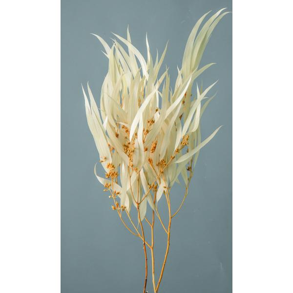 ユーカリ・エキゾチカ・葉付 オフホワイト 40175-011【プリザーブドフラワー花材】約50-55ｃｍL　1束（約25g）＊商品特性上、実や葉落ち、折れがございます。＊自然の生花や植物を原料としています。＊表示について《検索ワード》プリザ...