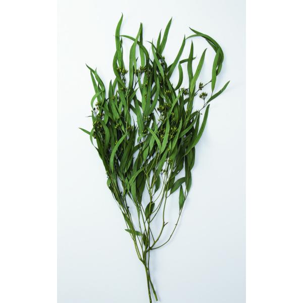 ユーカリ・エキゾチカ・葉付 エバーグリーン 40175-751【プリザーブドフラワー花材】約50-55ｃｍL　1束（約25g）＊商品特性上、実や葉落ち、折れがございます。＊自然の生花や植物を原料としています。＊表示について《検索ワード》プリ...