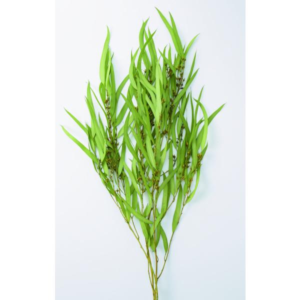 ユーカリ・エキゾチカ・葉付 スプリンググリーン 40175-781【プリザーブドフラワー花材】約50-55ｃｍL　1束（約25g）＊商品特性上、実や葉落ち、折れがございます。＊自然の生花や植物を原料としています。＊表示について《検索ワード》...