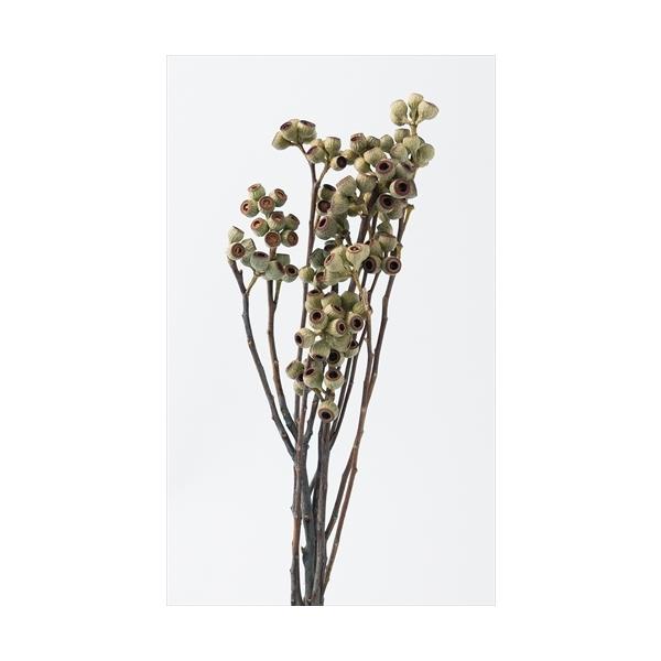 アンバーナッツ Ｎ 40220-000１束約5本約27-35cmL＊素材の特性上一部実がとれた状態でのお届けになります。＊自然の生花や植物を原料としています。サイズ、色、形などは同一ではありません。＊表示について《検索ワード》プリザーブドフ...